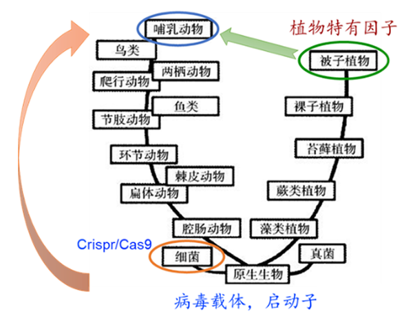 创新成果-髓系白血病抗肿瘤2-600.png